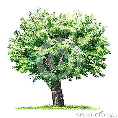 Green isolated mulberry tree, watercolor illustration on white Cartoon Illustration