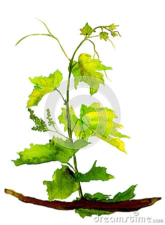 Green isolated sapling of grape Cartoon Illustration