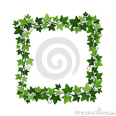 Green ivy creeper plant square wreath isolated on white background. Hedera vine botanical frame design element. Vector Vector Illustration