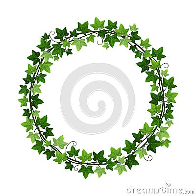 Green ivy creeper plant wreath isolated on white background. Hedera vine botanical round frame design element. Vector Vector Illustration