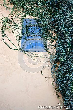 The green ivy curls round a window Stock Photo