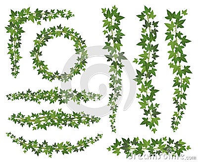 Green ivy. Leaves on hanging creepers branches. Wall climbing ivy decoration wall plant vector set Vector Illustration