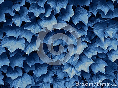 Green ivy leaves. Textural floral background Stock Photo