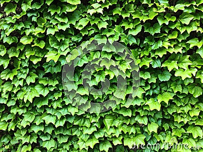 Green ivy leaves. Textural floral background Stock Photo