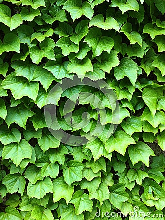 Green ivy leaves. Textural floral background Stock Photo