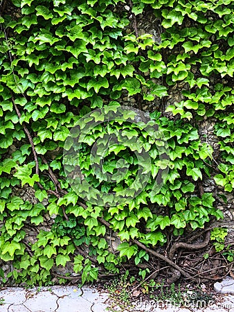 Green ivy leaves. Textural floral background Stock Photo