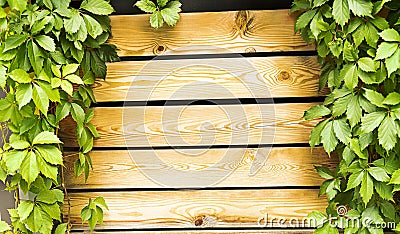 Green ivy leaves on wooden dies, natural decor background Stock Photo