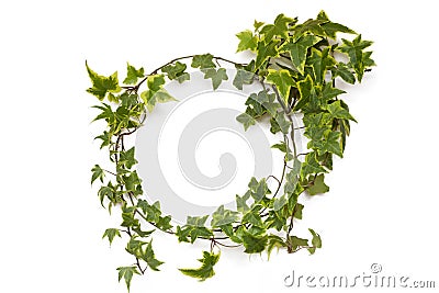 Green ivy plant natural circle frame on white background Stock Photo