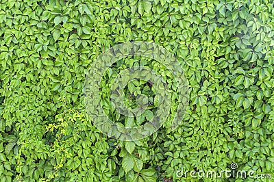 Green ivy plant wall texture like garden seamless bush fence Stock Photo