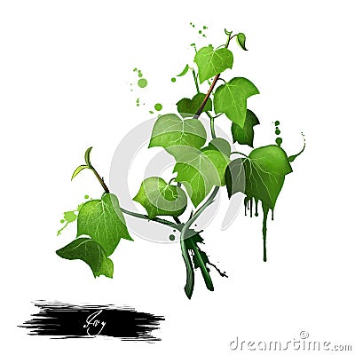 Green ivy sprig isolated on white background. Hand drawn Araliaceae family plant. Bright colors design, realistic volume look. Cartoon Illustration