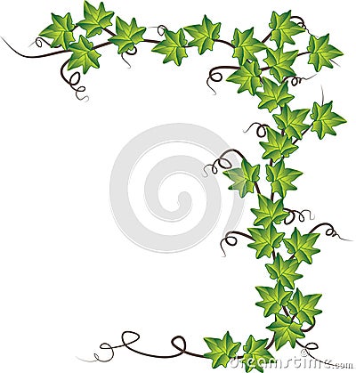 Green ivy . Vector illustration Vector Illustration