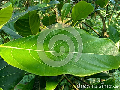 Green jack fruit leaves with natural background. The jack fruit also known as jack tree, Artocarpus heterophyllus, nangka is a s Stock Photo