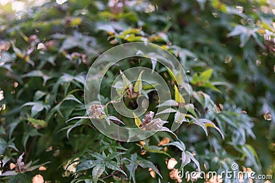 Green japanese ahorn leaf close up view Stock Photo