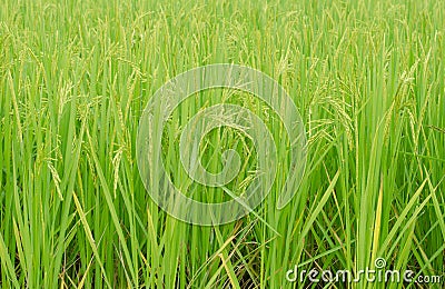 Green jasmine rice Stock Photo