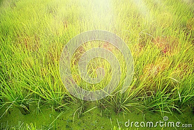 Green jasmine rice or green grass Stock Photo