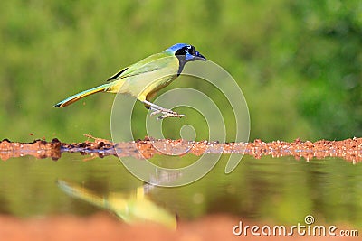 Green jay hoping in mid-air Stock Photo