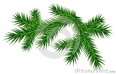 Green juicy one pine branch Vector Illustration