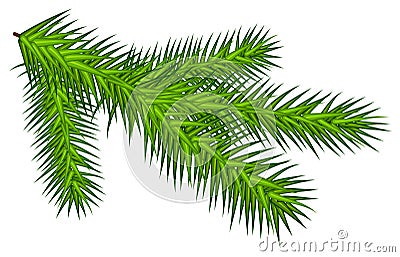 Green juicy one spruce branch Vector Illustration