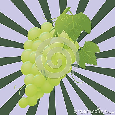 Green juicy ripe grapes on a striped background Vector Illustration