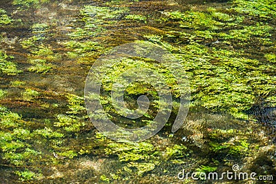 Green juicy waterplants are waved underwater at a small stream Stock Photo