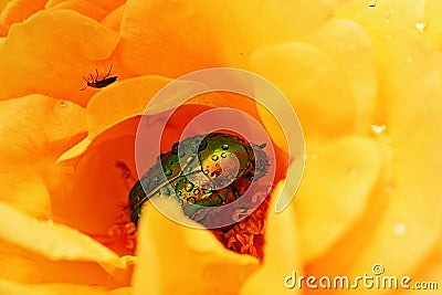 Green June beetle on bright yellow rose flower Stock Photo