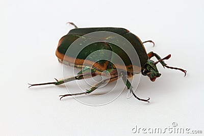 Green June Beetle (Cotinis nitida) on a white background. Stock Photo