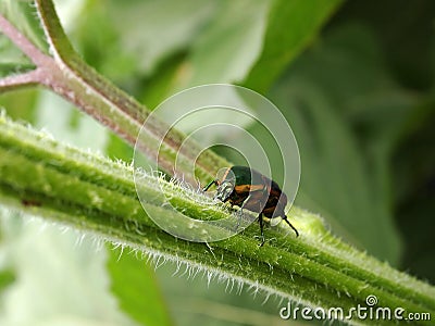 Green June Beetle Stock Photo