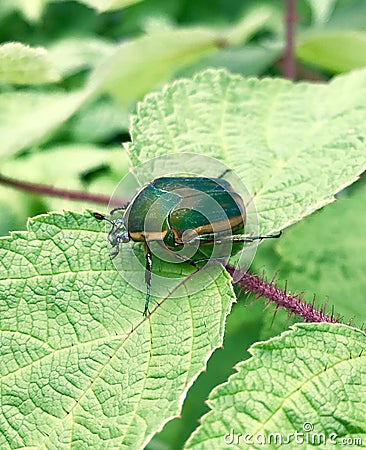Green June Beetle in raspberry Stock Photo