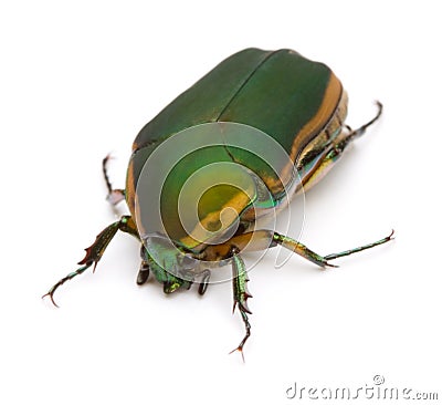 Green June Bug Stock Photo