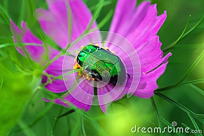 Green june bug on purple flower closeup Stock Photo