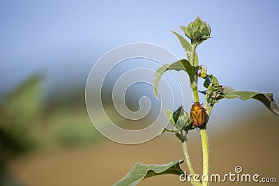 Green June bug on sunflower plant Stock Photo