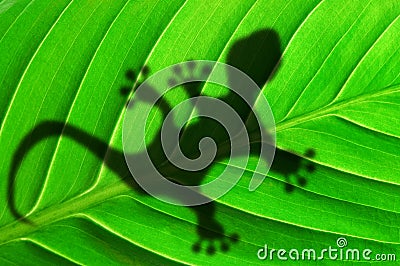 Green jungle leaf and gecko Stock Photo