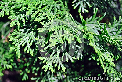 Green juniper twigs close up detail, top view, organic background Stock Photo