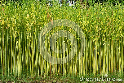 Green jute field. The jute is being dried on the ground. Jute is a type of bast fiber plant. Jute is the main cash crop of Stock Photo