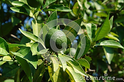 Green key lime fruit Citrus aurantiifolia on a tree in the garden, close-up, copy space Stock Photo