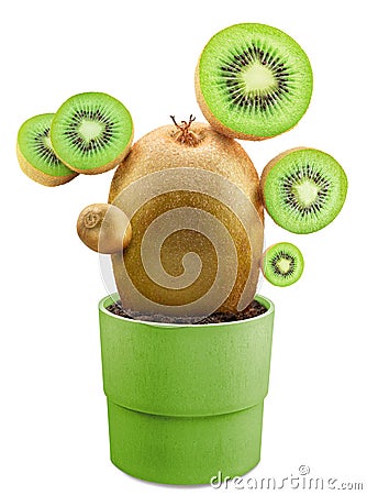 Green kiwi and kiwi slices arranged like to cactus, planted in green pot on white background Stock Photo