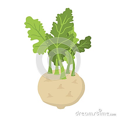 Green kohlrabi, type of cabbage. Fresh organic vegetable. Vector illustration Vector Illustration