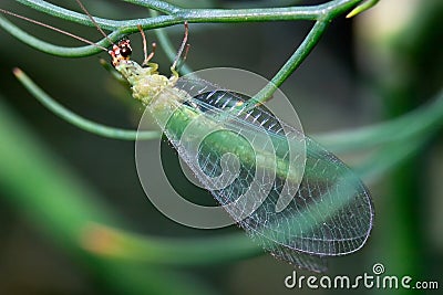 Green Lacewing Stock Photo