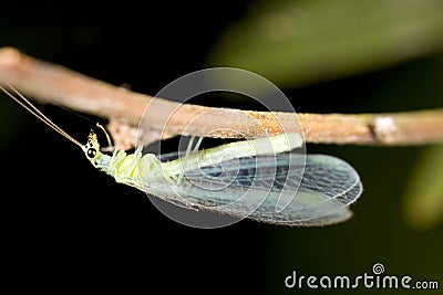 Green lacewing Stock Photo