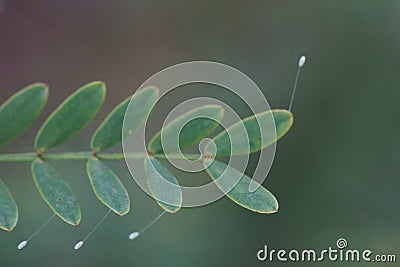 Green lacewing (Chrysopa) egg Stock Photo