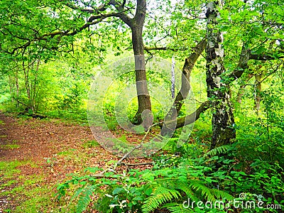 Green land forest time walk Stock Photo