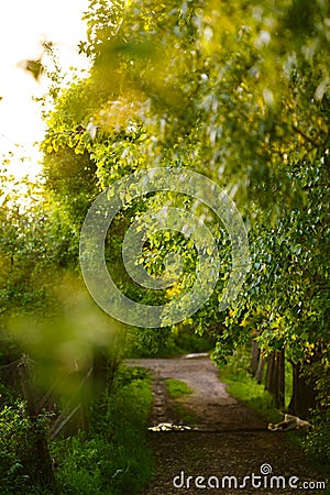 Green lane in a village in the rays of the setting sun Stock Photo