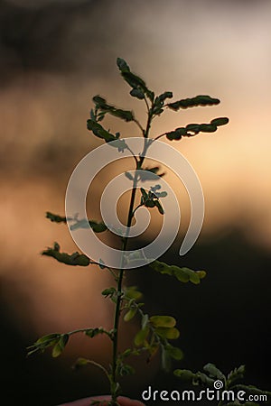 Green lants in the middle of the forest Stock Photo