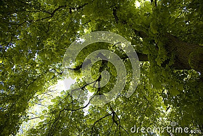 Green large chestnut tree spring forming an original background Stock Photo