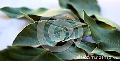 Green laurel leaf . Stock Photo