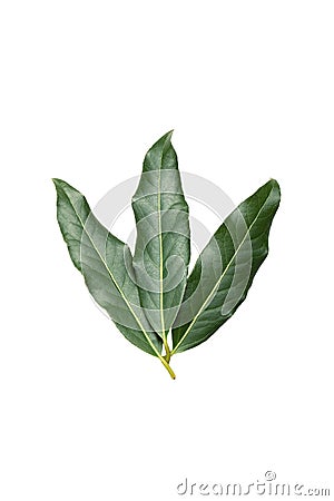 green laurel leaves isolated on white background Stock Photo