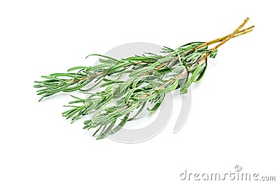 Green lavender branches Stock Photo