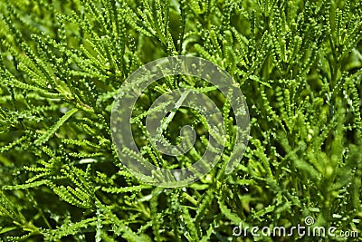 Green Lavender Cotton Stock Photo