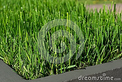 Green lawn in decorative flower beds on city streets. landscaping concept Stock Photo
