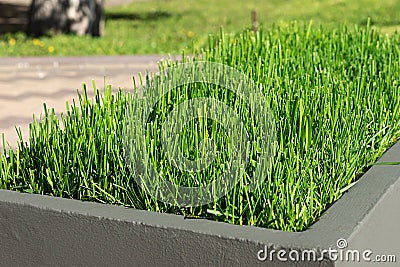 Green lawn in decorative flower beds on city streets. landscaping concept Stock Photo